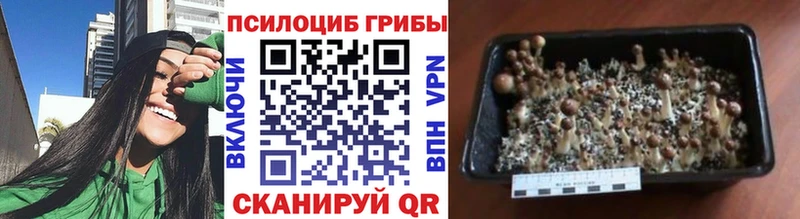 кракен сайт  Заинск  Псилоцибиновые грибы ЛСД 